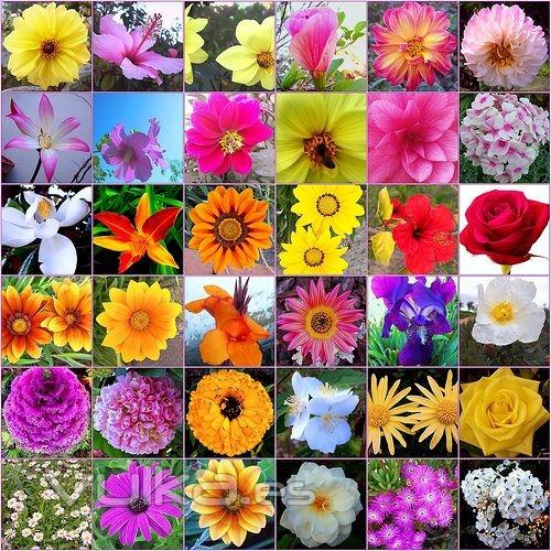 Flores variadas