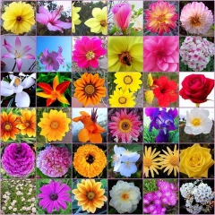 Flores variadas