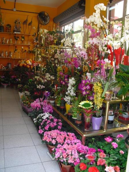 FLORISTERIA LA CAMELIA (Santa Cruz de Tenerife)