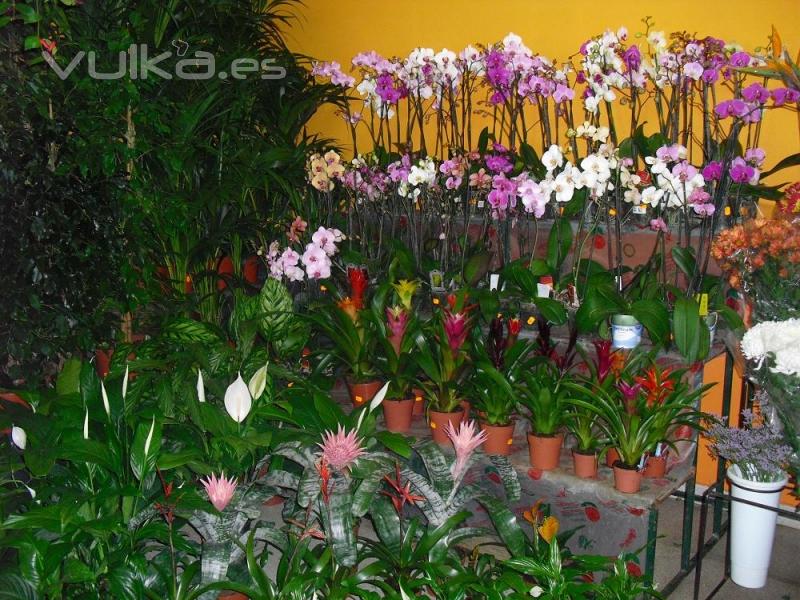 FLORISTERIA LA CAMELIA (Santa Cruz de Tenerife)