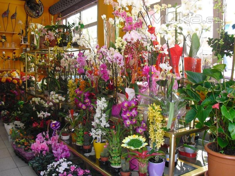 FLORISTERIA LA CAMELIA (Santa Cruz de Tenerife)