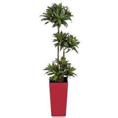 Planta artificial dracaena fragans 115 en lallimonacom detalle2