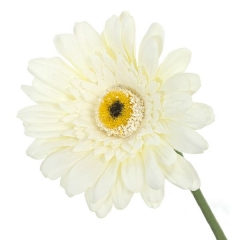 Flor artificial gerbera blanca 60 en lallimonacom (detalle 1)