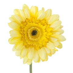 Flor artificial gerbera blanca 60 en lallimonacom