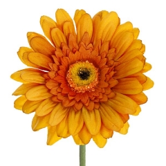 Flor artificial gerbera naranja 60 en lallimonacom
