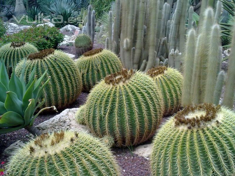 SERVICIO DE JARDINERIA