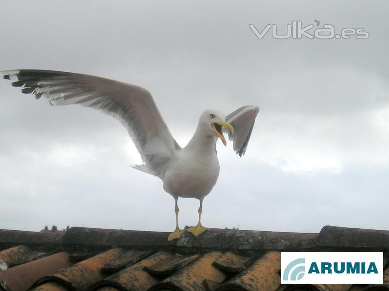 Gaivota patimarela