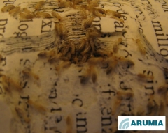 Termites en accion - comen a celulosa do libro-