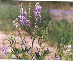Galega oficinalis l