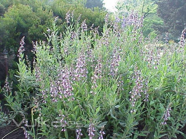 Salvia oficinalis