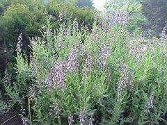 Salvia oficinalis