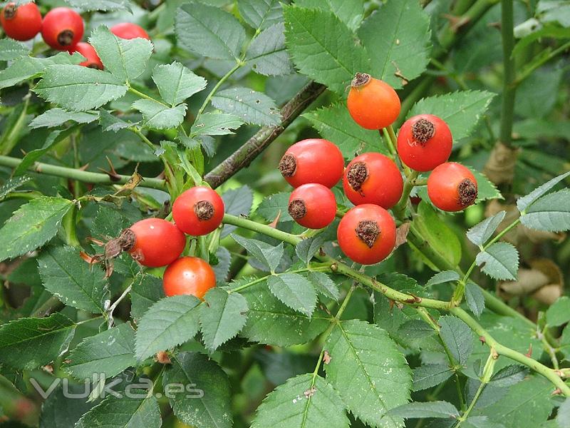 Rosa canina