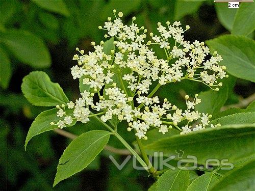 Sambucus nigra