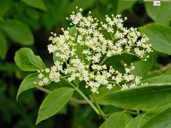 Sambucus nigra