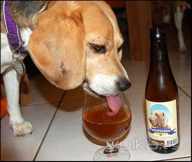 CERVEZA PARA PERROS con extracto de carne y malta, sin alcohol solo en PET SPA