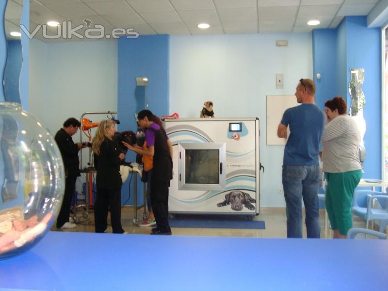 Nuestro equipo en acción eb PET SPA MADRID