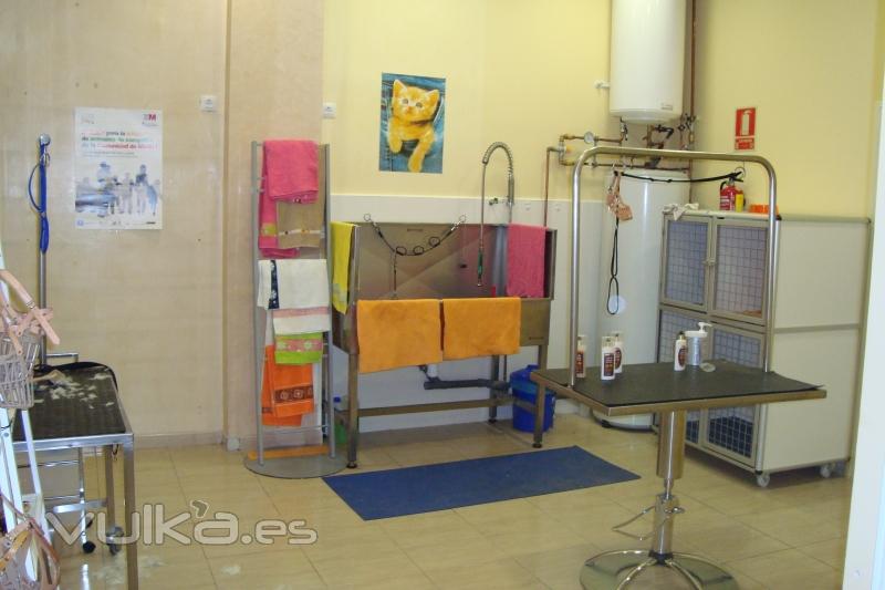 peluqueria canina y felina y ozonoterapia en PET SPA MADRID