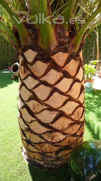 Cepillado de palmeras