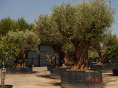 Olivos milenarios