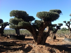 Olivo centenario bonsai