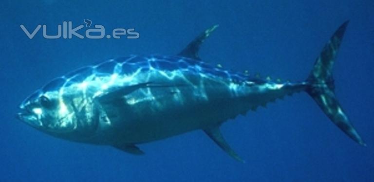 Atun ojos grandes o Patudo(thunnus obesus)