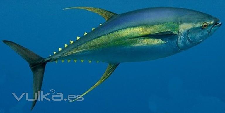 yelowfin thunnus(thunnus Albacares)