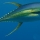 yelowfin thunnus(thunnus Albacares)