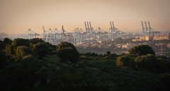El bosque de acero. puerto de algeciras (cdiz)