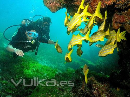 BUCEO EN LAS ISLAS GALAPAGOS