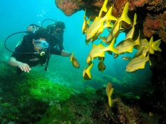 Buceo en las islas galapagos
