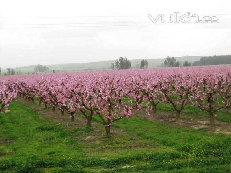 Marzo 2011 - Nectarinos en flor.