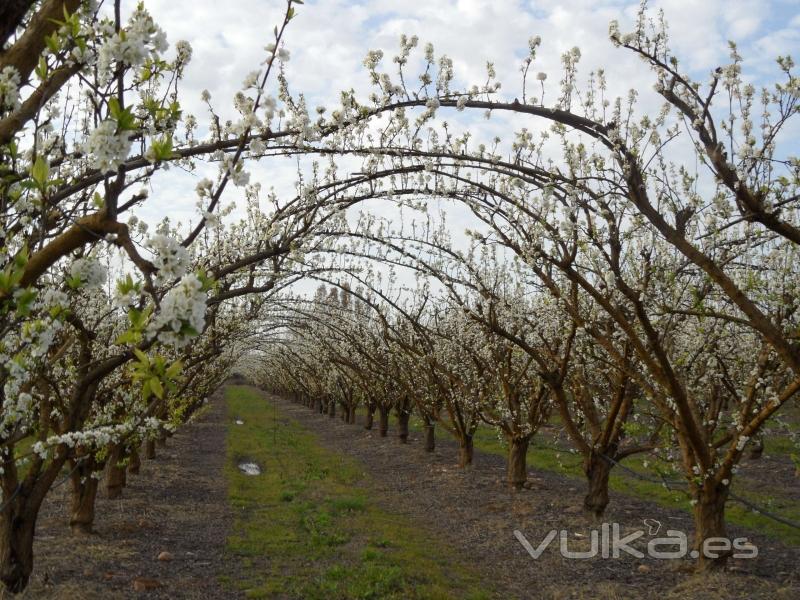 Marzo 2011 - Ciruelos en flor.