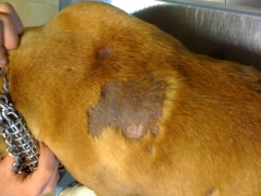 Lesion por hongos en un perro