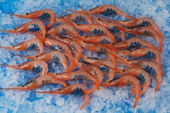 Alimentacion