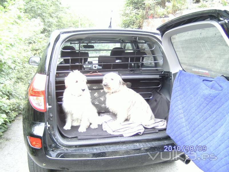 Transporte de mascotas,Residencia canina,canguros,paseadores, MASCOTAX