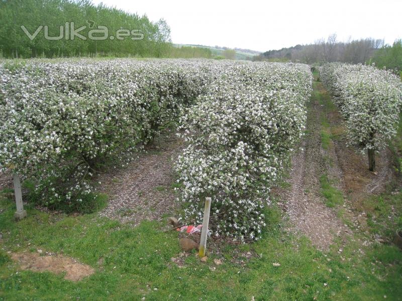 Arboles en flor. Futura manzana para Sidra