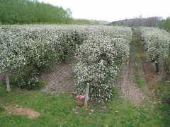 Arboles en flor futura manzana para sidra