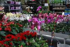 Secciona de plantas de interior