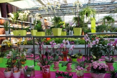 Plantas decoradas para degalo