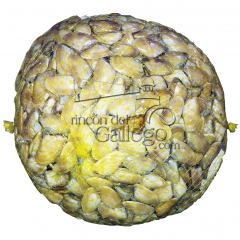 Coquina gallega   wwwrincondelgallegocom