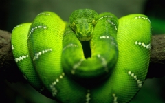 Desarrollo en Python