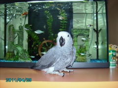 Foto 521 pájaros - Centro de Cria Lawrie Sweet