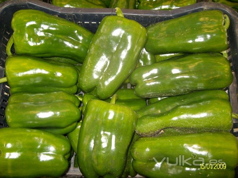 PIMIENTO LAMUYO VERDE CHIPIONA