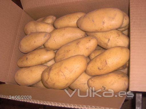 PATATA SPUNTA SPECIAL CHIPIONA- CAJAS 10 KGS