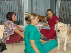 Cuidados intensivos y maxima dedicacion a  casper durante su uroabdomen