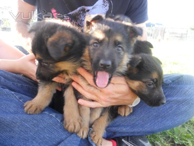 VILLAMPUERO  CLUB DEPORTIVO CANINO