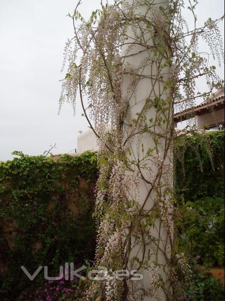 Wisteria, jardín privado, Sitges