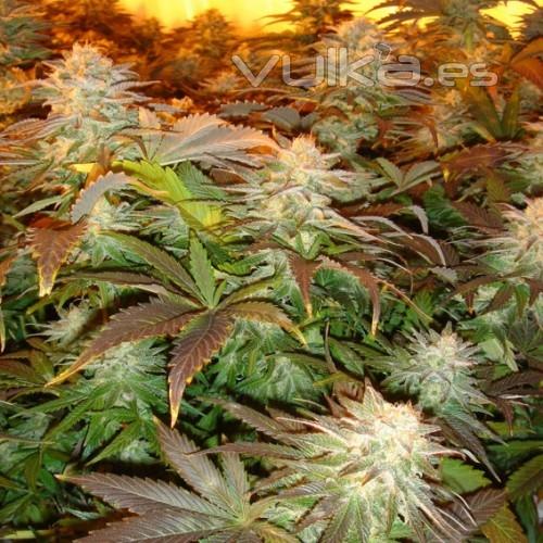 Grow Shop, tienda de marihuana, semillas de marihuana, interior, exterior, sustratos, fertilizantes,