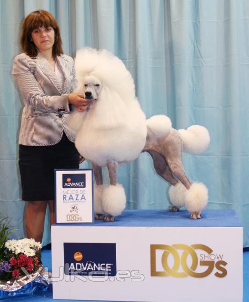 exposicion nacional e internacional de alianza latina celebrada en Madrid 2011, mejor de raza!