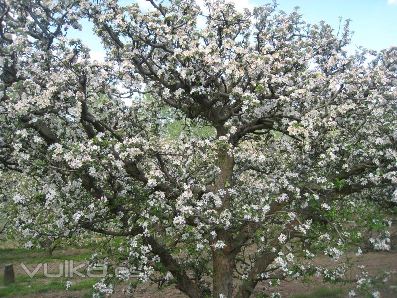 Arbol en flor